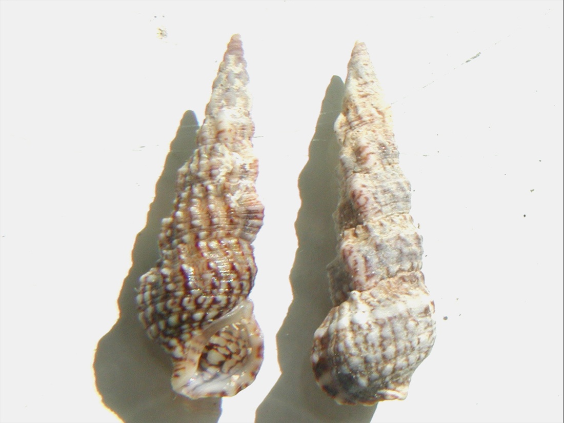 Famiglia Cerithiidae ,Genere Cerithium